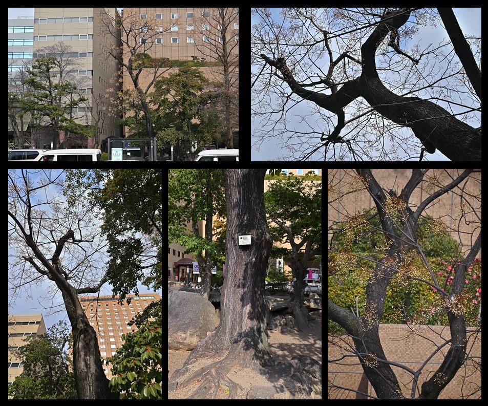 �����r�̃Z���_��