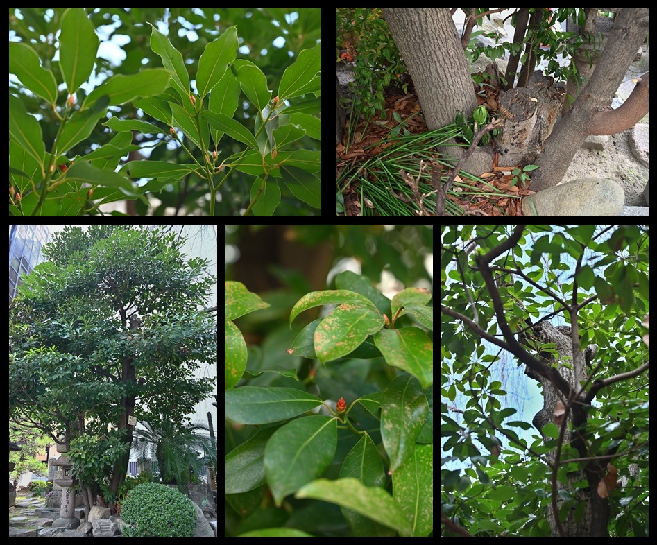 �{甎��̃^�u�m�L