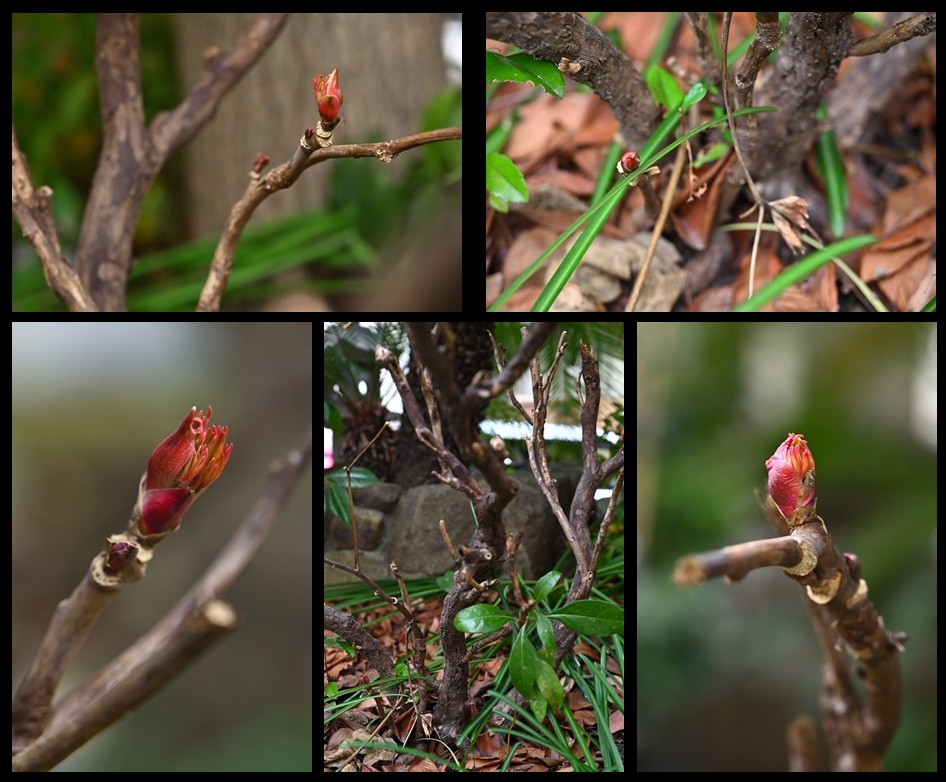 �{甎��̃{�^��