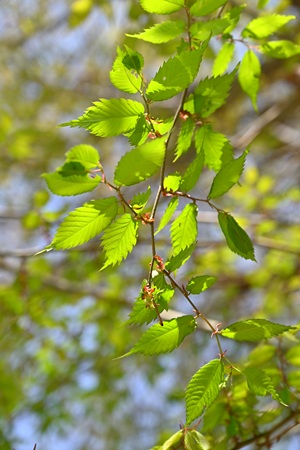 PL
