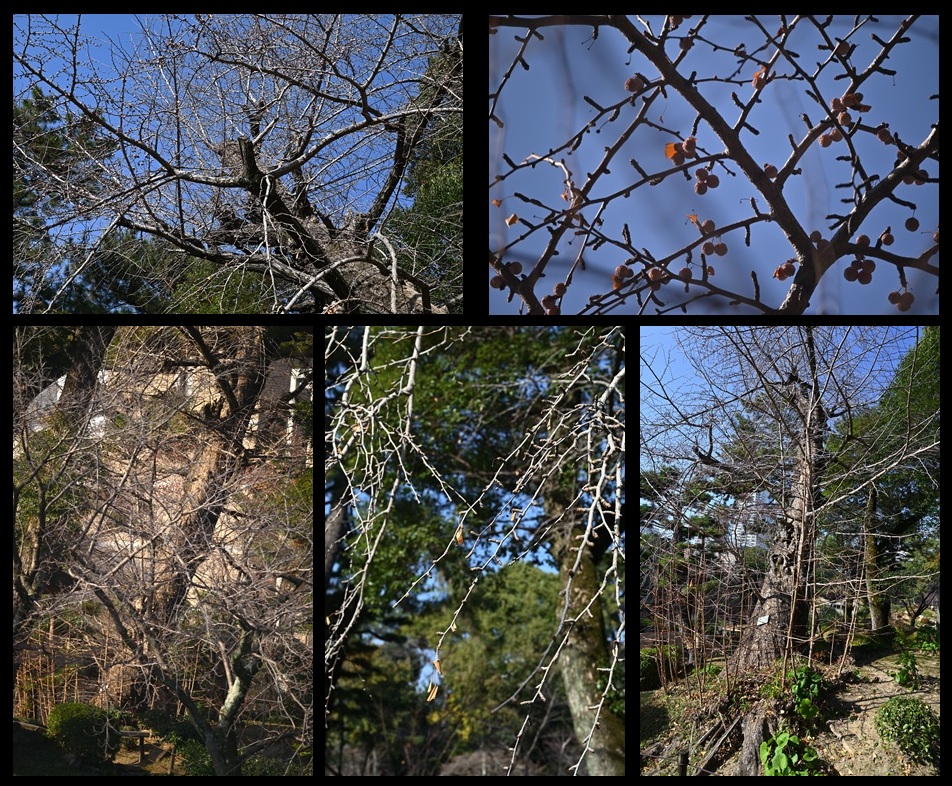 �k�i���̃C�`���E