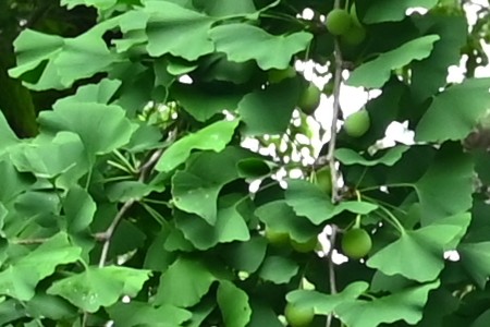 ���b�p�C�`���E