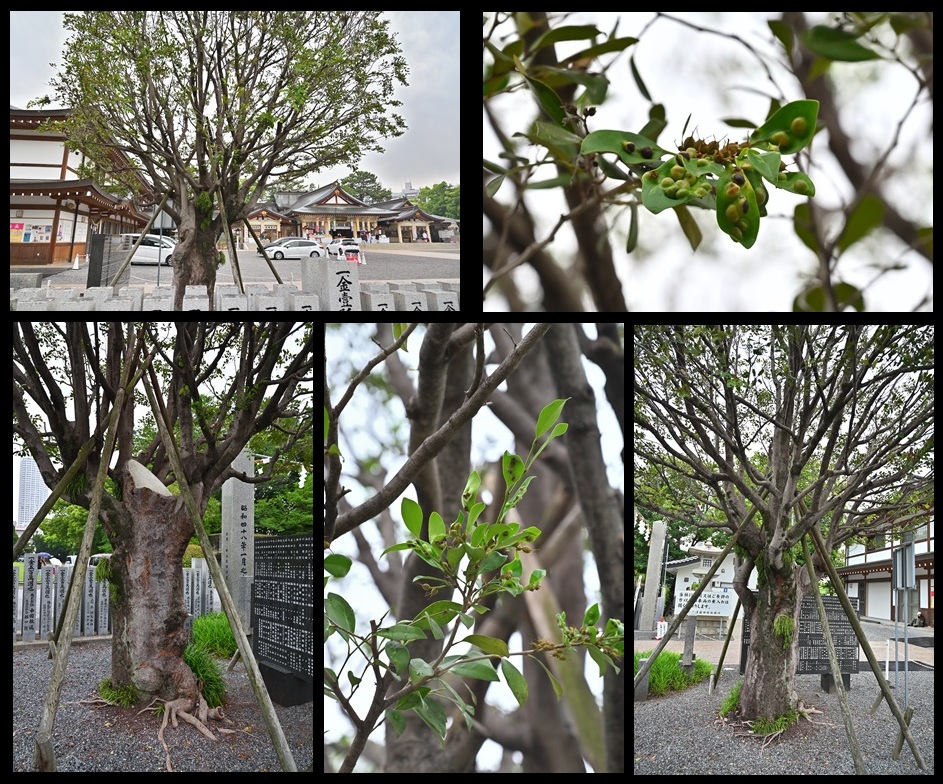 護国神社のイスノキ