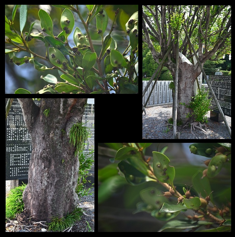 �썑�_�Ђ̃C�X�m�L