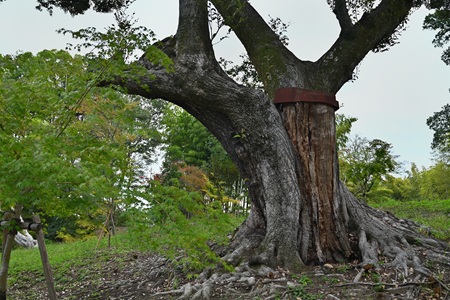 �X�_�W�C�H