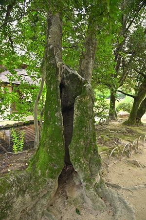 �N���K�l���`