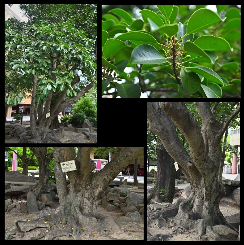 �����r�̃N���K�l���`�@�Z���_������