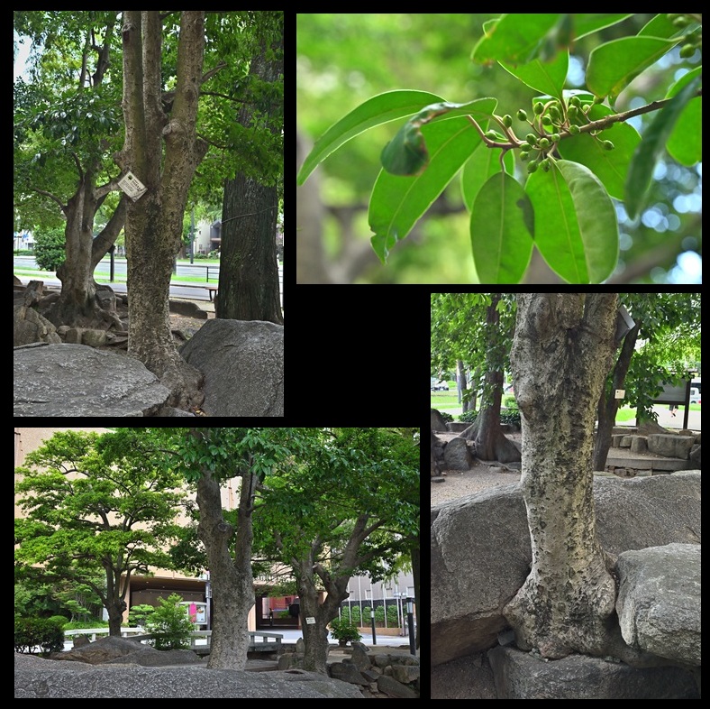 �����r�̃N���K�l���`�@�Z���_���k��