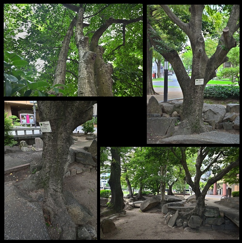 �����r�̃N���K�l���`�@��ԓ�