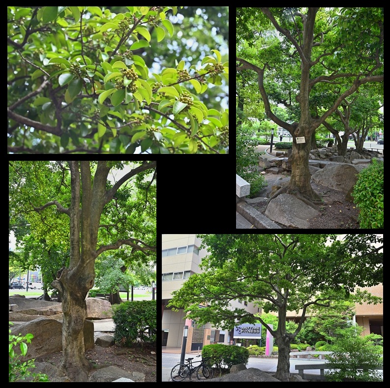 �����r�̃N���K�l���`�@�z�e����