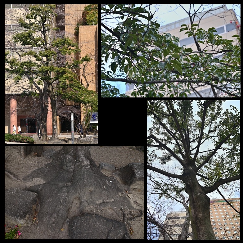 �����r�̃N���K�l���`