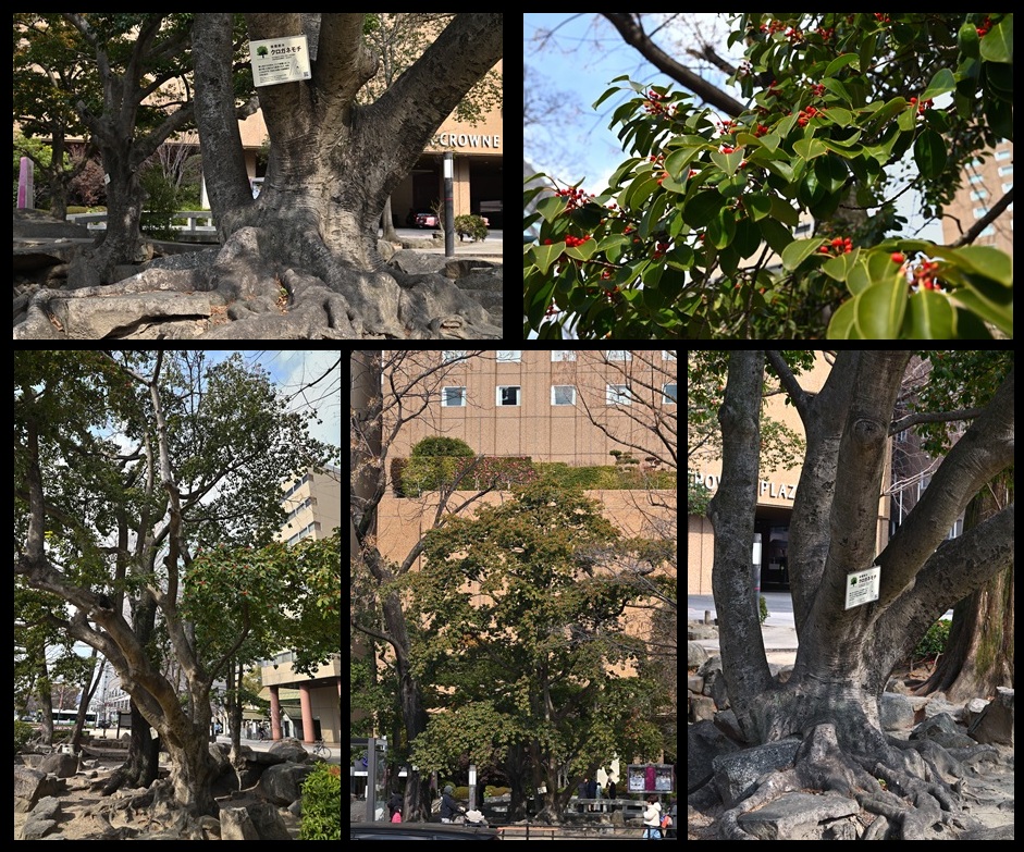 �����r�̃N���K�l���`