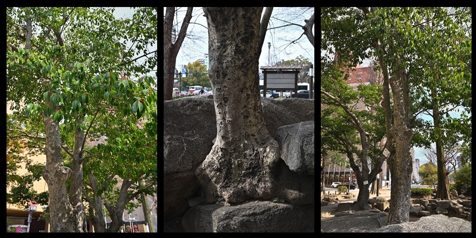 �����r�̃N���K�l���`