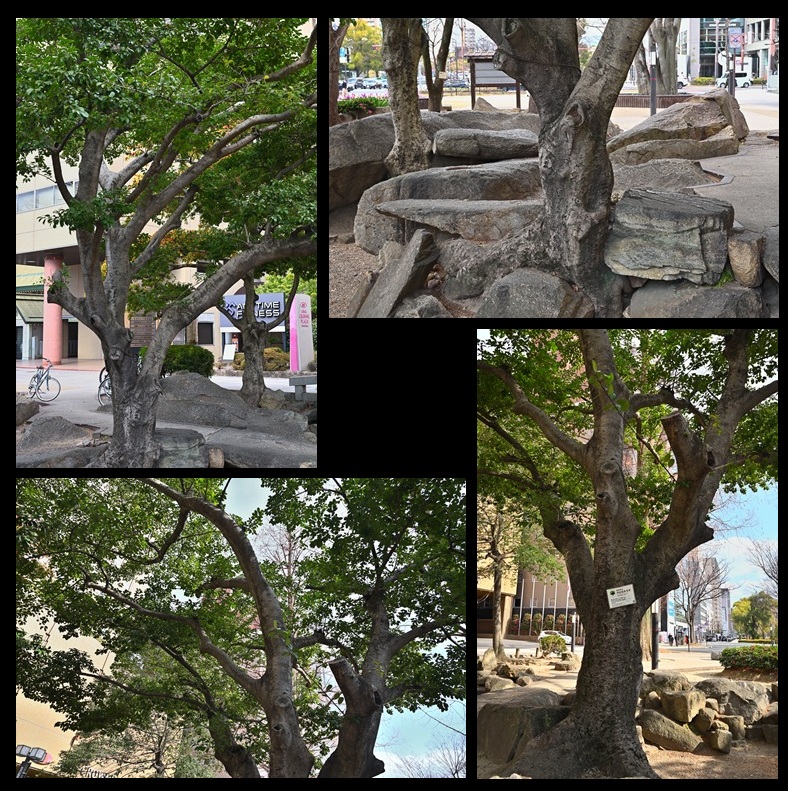 �����r�̃N���K�l���`