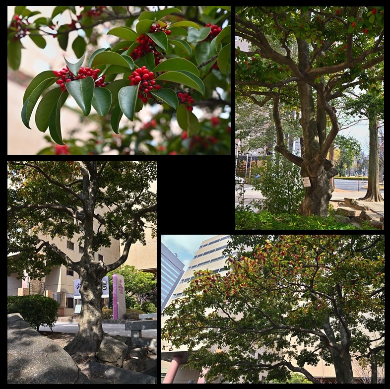 �����r�̃N���K�l���`