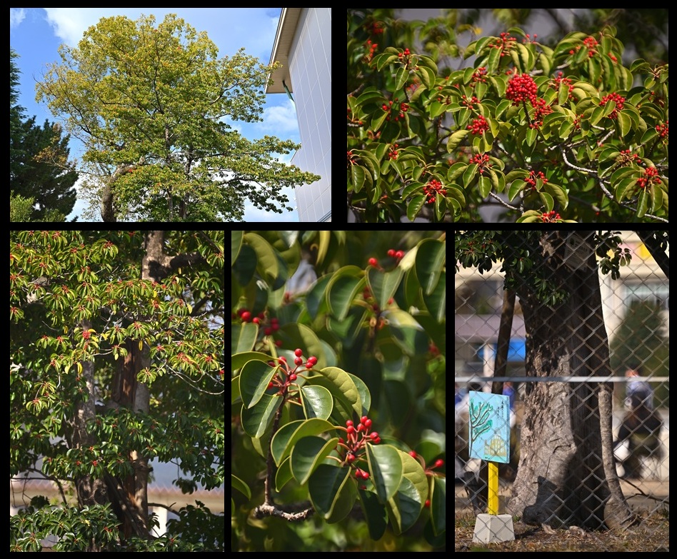 �ω����w�Z�̃N���K�l���`