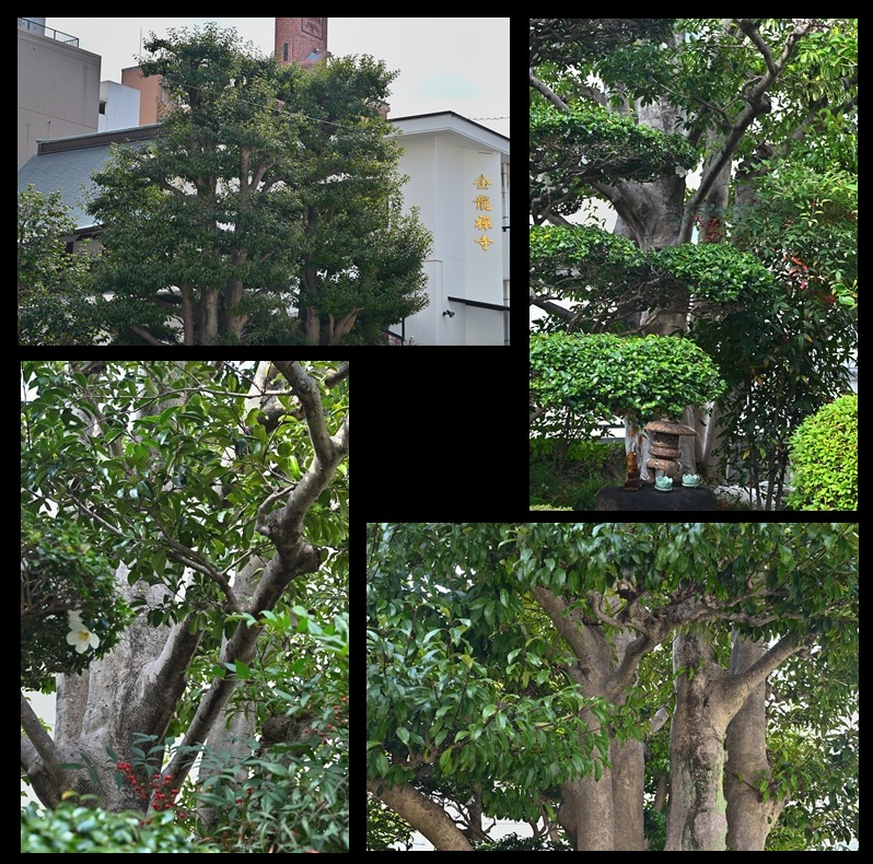 �������̃N���K�l���`