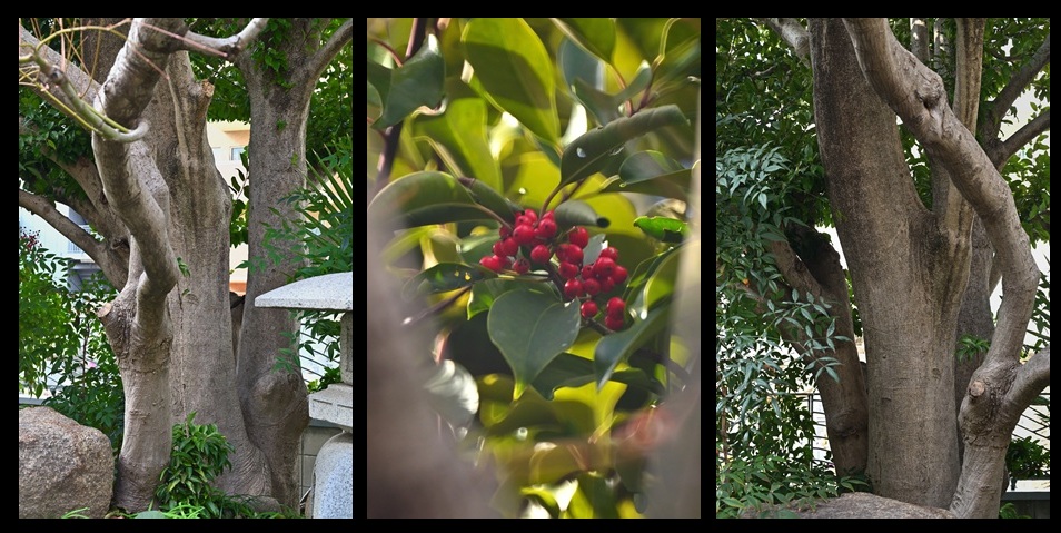 �������̃N���K�l���`