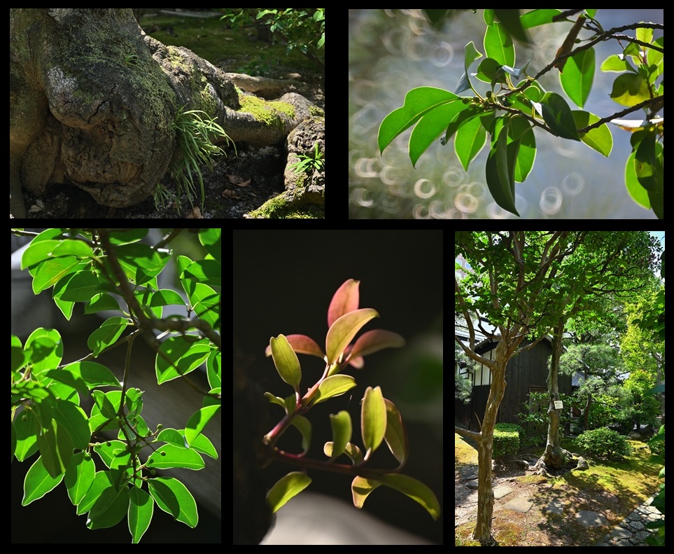 ���R�z�j�Վ����ق̃N���K�l���`