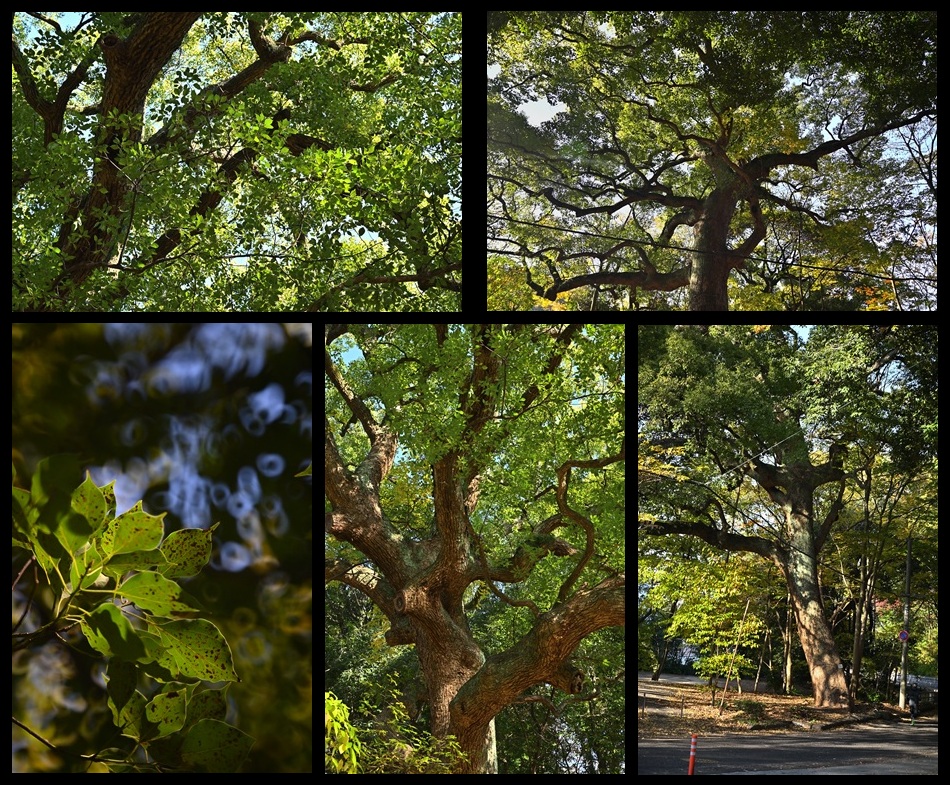 �䎡�R�����̃N�X�m�L