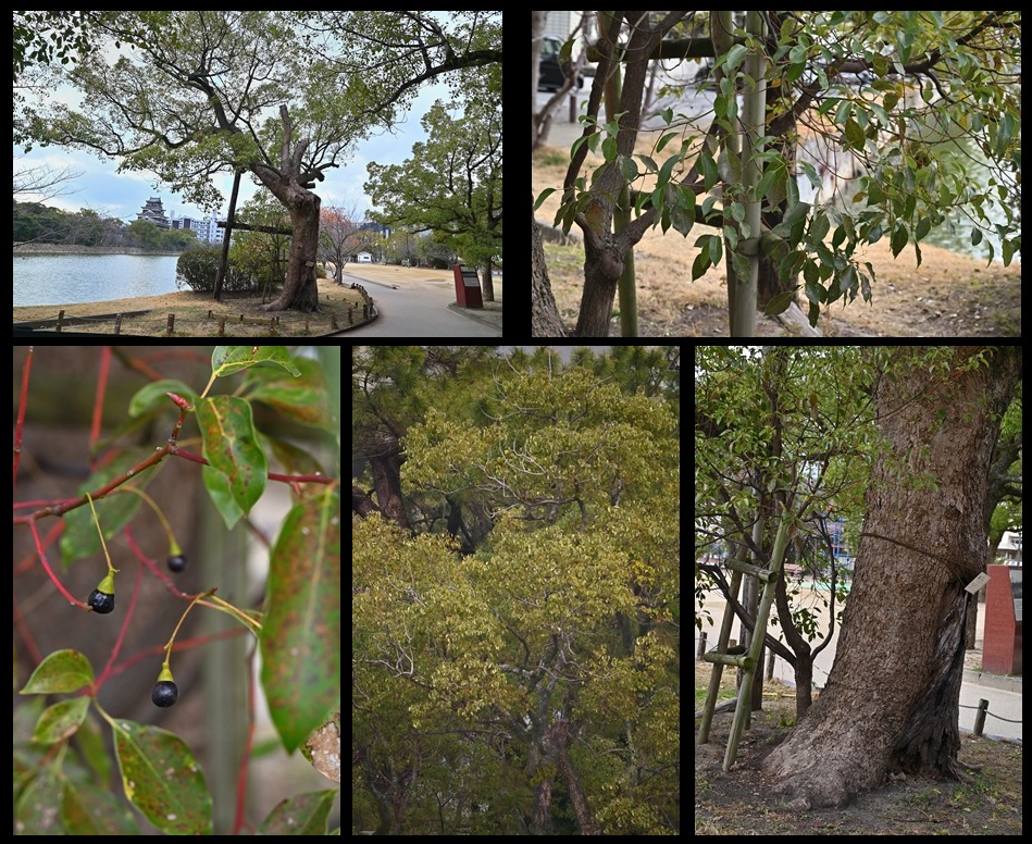 �L����̔픚�N�X�m�L