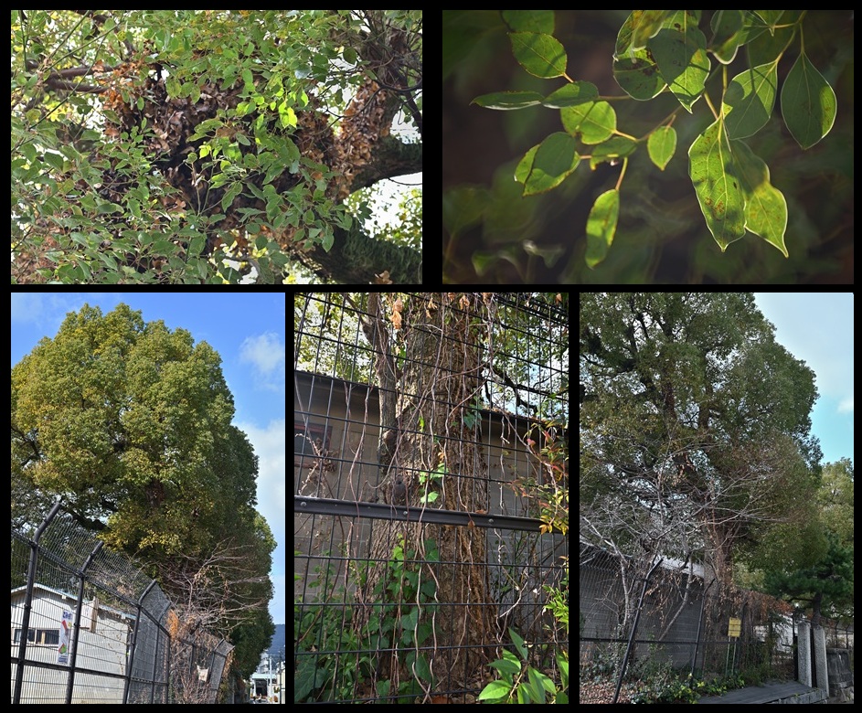 �ω����w�Z�̃N�X�m�L