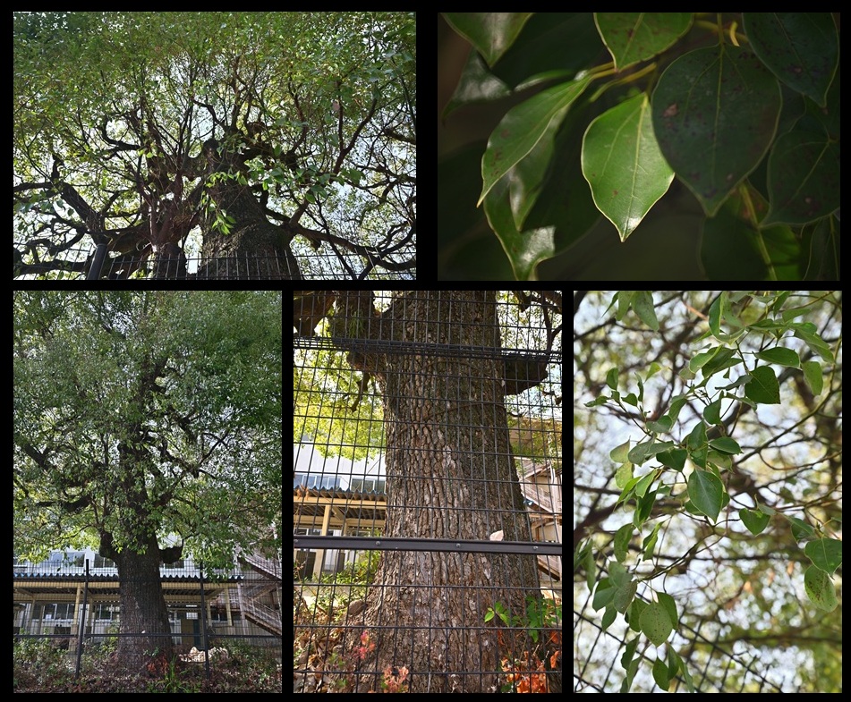 �ω����w�Z�̃N�X�m�L