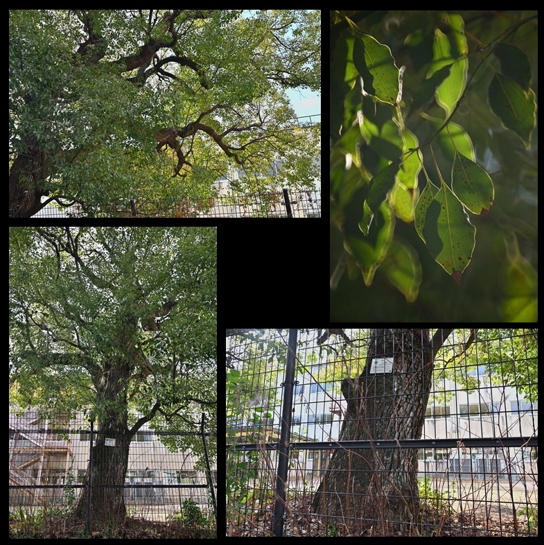 �ω����w�Z�̃N�X�m�L