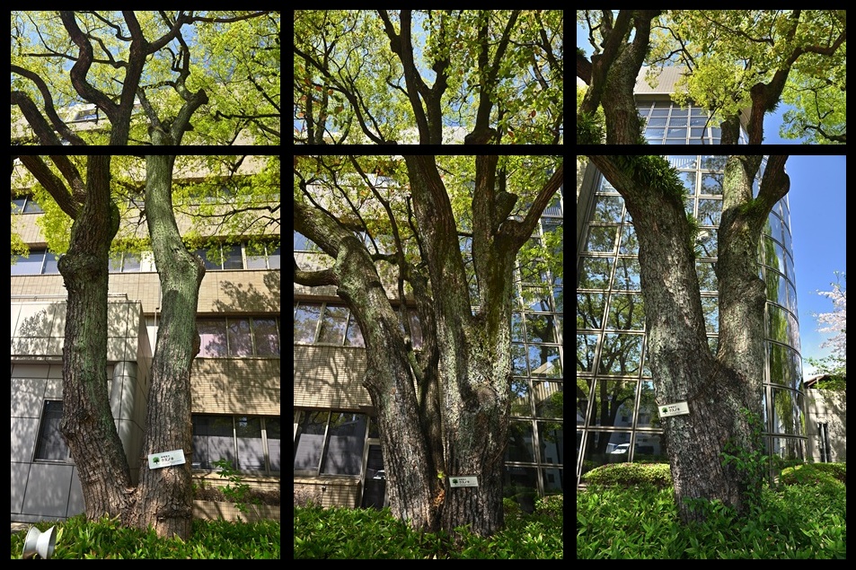 �P�V�`�P�X�Ԗ�