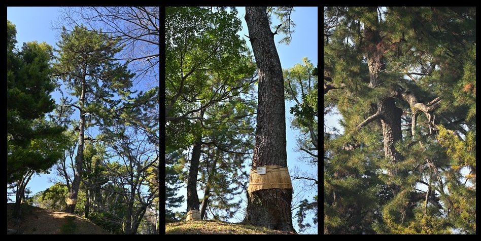 �k�i���̃N���}�c