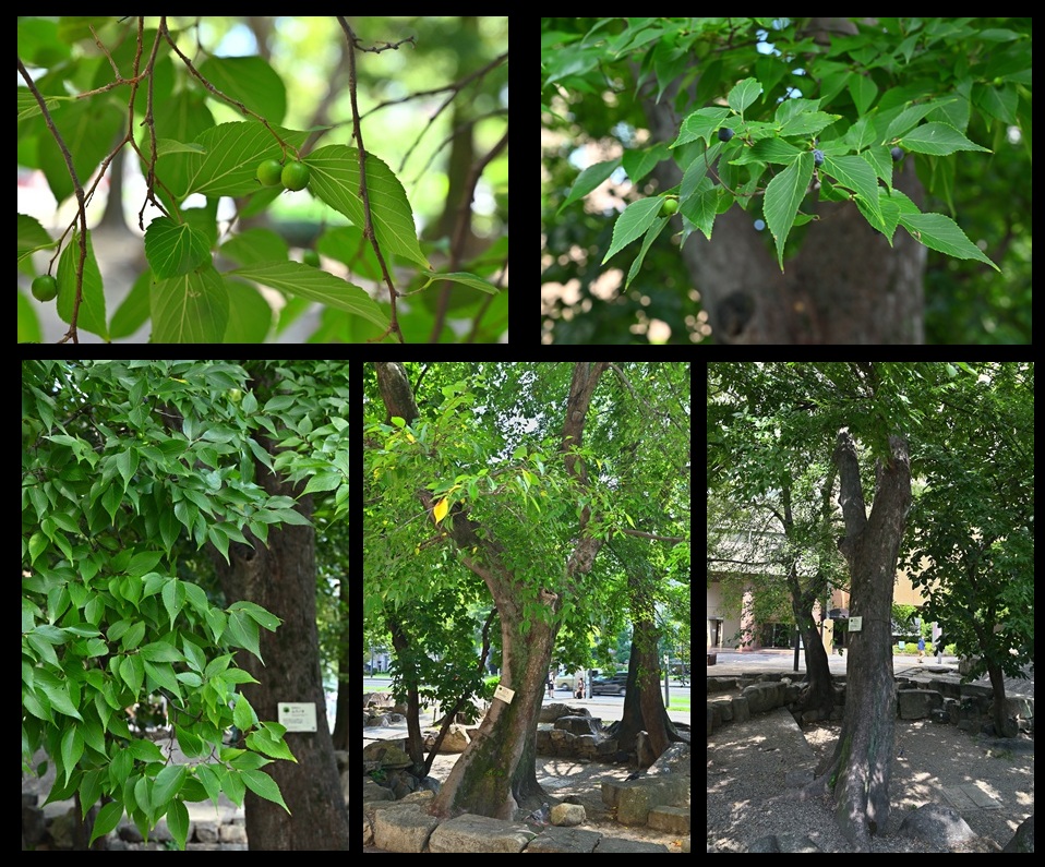 �����r�̃��N�m�L