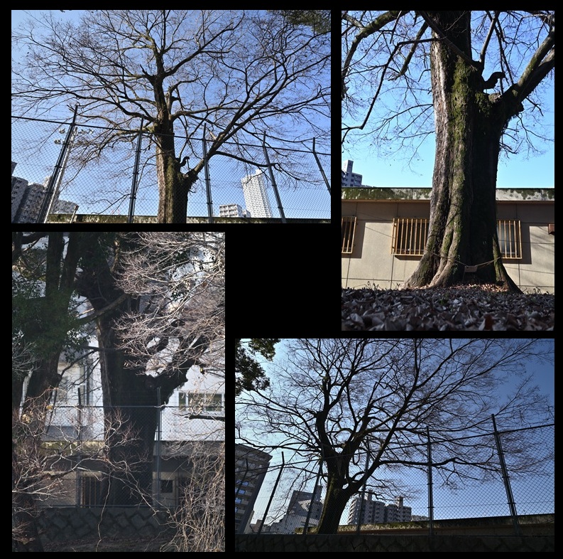 ����w�Z�̃��N�m�L