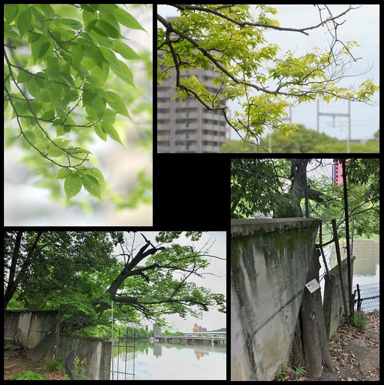 �k�i���̃��N�m�L