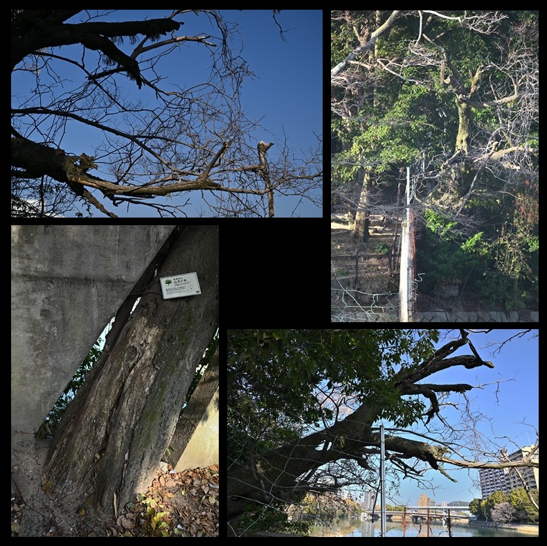 �k�i���̃��N�m�L