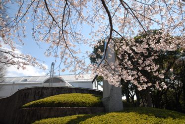 比治山公園の桜