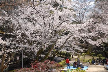 比治山公園の桜