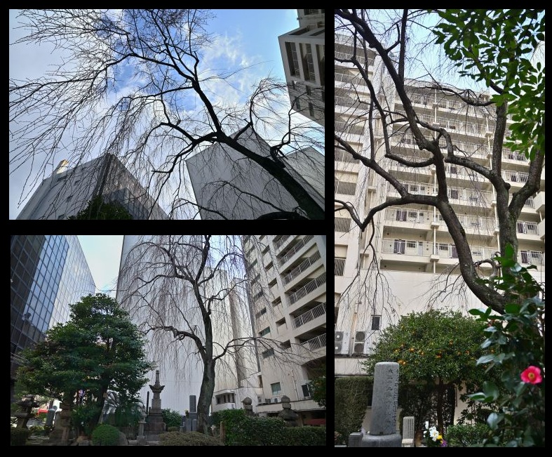 �{甎��̃V�_���U�N��