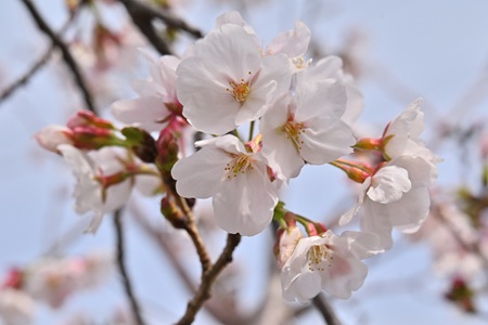 仁方桟橋通の桜並木