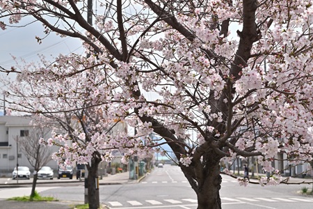 仁方桟橋通の桜並木