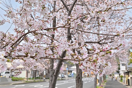 仁方桟橋通の桜並木