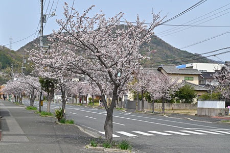 仁方桟橋通の桜並木