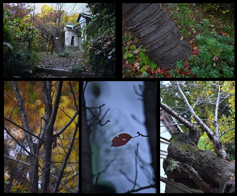 �R�z�����a�̃\���C���V�m