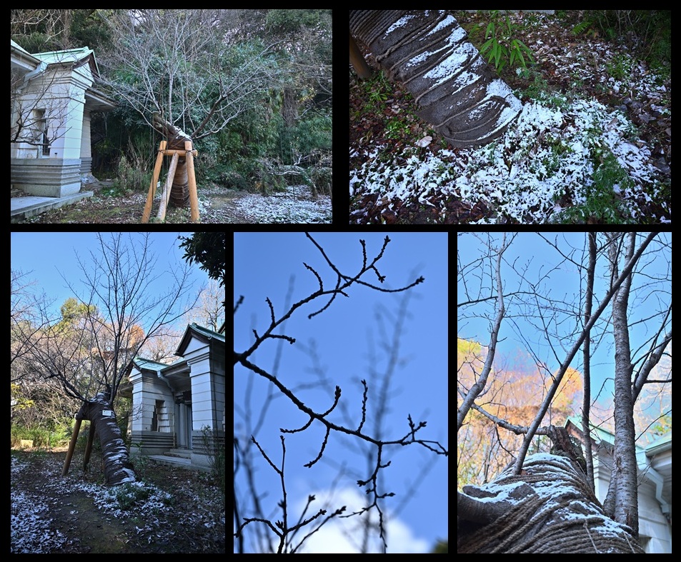 �R�z�����a�̃\���C���V�m