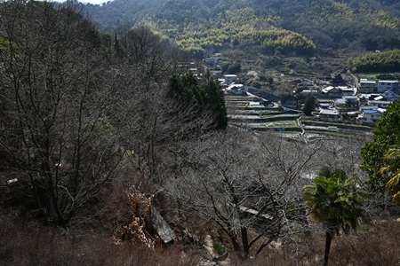 棚田