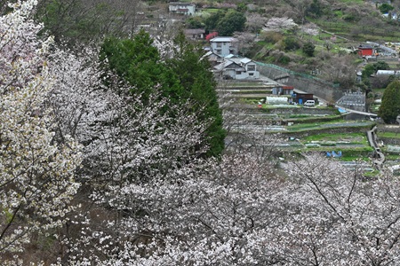 棚田と桜