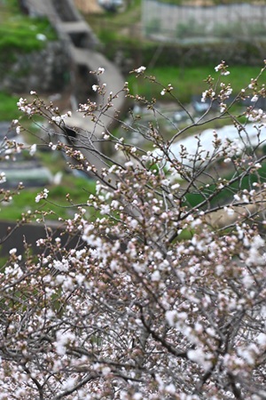 桜