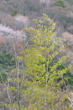 竹と桜