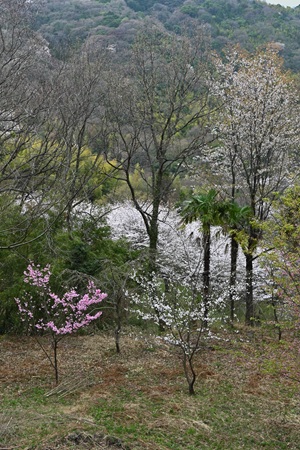桜