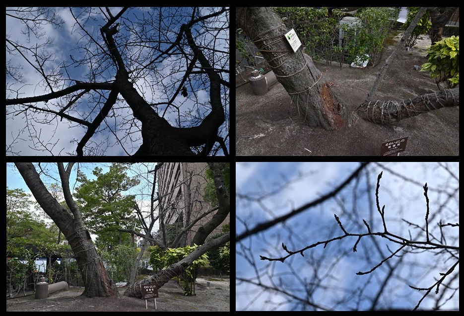 �L���s�����̔픚��