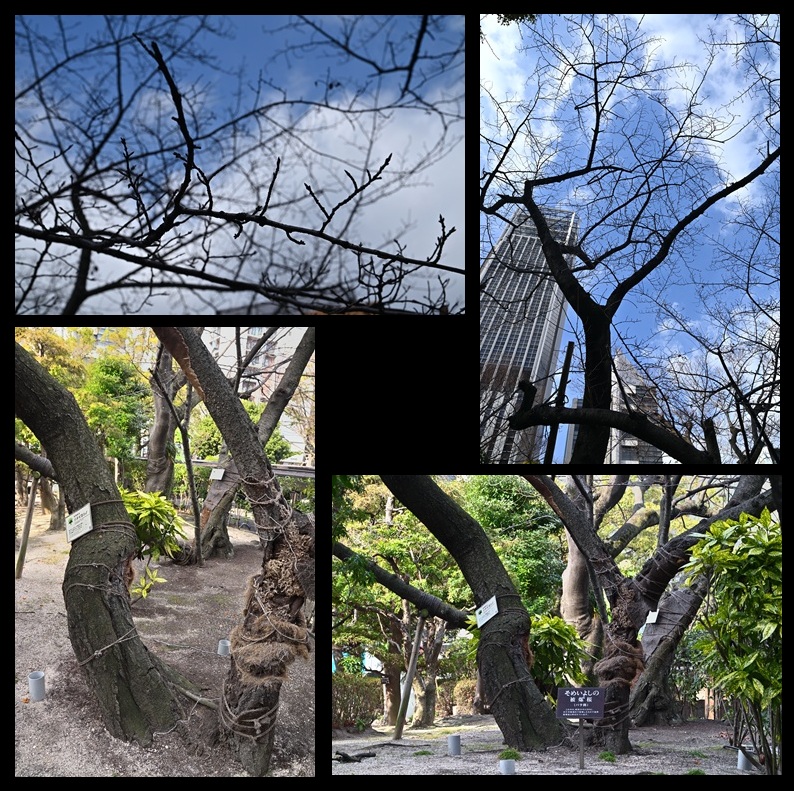 �L���s�����̔픚��